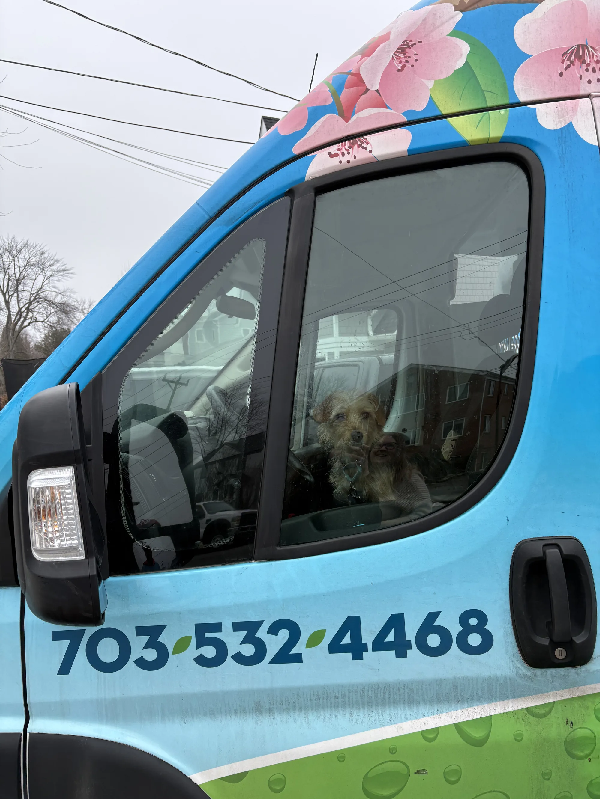 Cherry Blossom Plumbing mascot dog sitting in the driver's seat of a branded service van